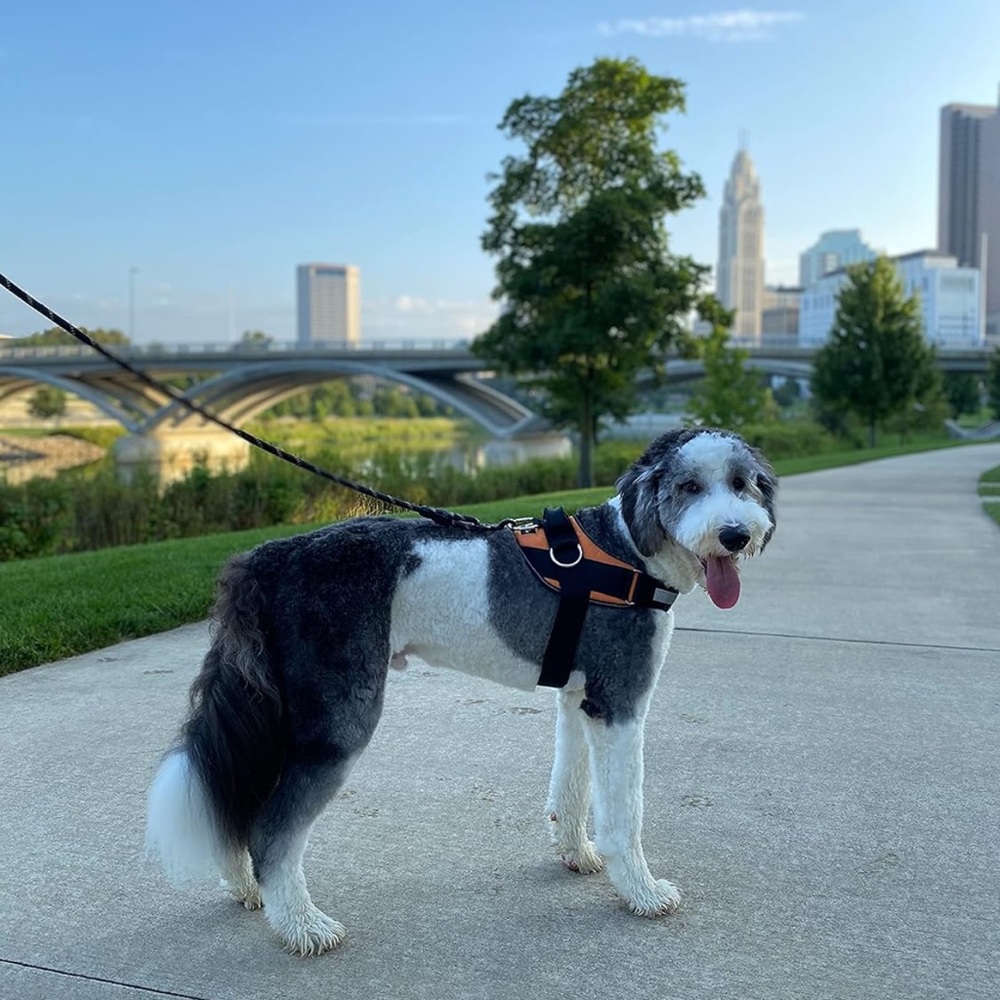 Dog Harness